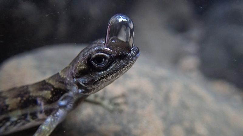 Lizard's 'diving tank' allows it to breathe underwater, scientists say | CNN